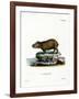 Capybara-null-Framed Giclee Print