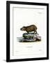 Capybara-null-Framed Giclee Print
