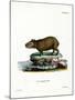 Capybara-null-Mounted Giclee Print