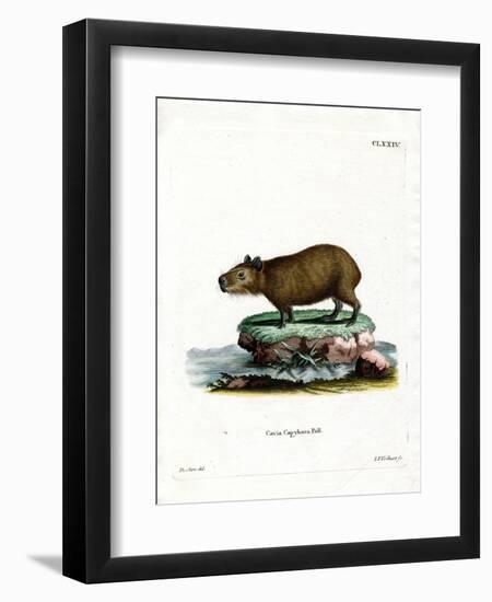 Capybara-null-Framed Giclee Print