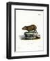 Capybara-null-Framed Giclee Print