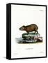 Capybara-null-Framed Stretched Canvas