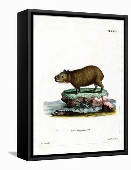 Capybara-null-Framed Stretched Canvas