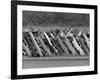 Car Fence, Ferris, Texas, c.1972-null-Framed Photographic Print