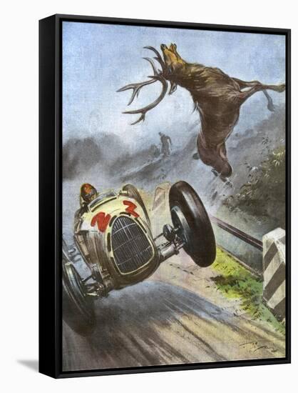 Car Hits Stag-Vittorio Pisani-Framed Stretched Canvas