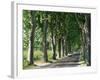 Car on Typical Tree Lined Country Road, Near Pezenas, Herault, Languedoc-Roussillon, France-Ruth Tomlinson-Framed Photographic Print