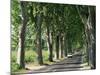 Car on Typical Tree Lined Country Road, Near Pezenas, Herault, Languedoc-Roussillon, France-Ruth Tomlinson-Mounted Photographic Print