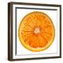 Cara Cara Orange Slice-Steve Gadomski-Framed Premium Photographic Print