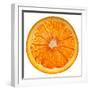 Cara Cara Orange Slice-Steve Gadomski-Framed Premium Photographic Print