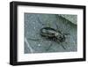 Carabus Auratus (Golden Ground Beetle)-Paul Starosta-Framed Photographic Print