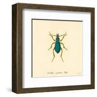 Carabus Cyaneus-A^ Poiteau-Framed Art Print