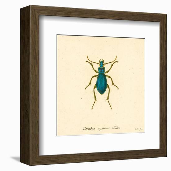 Carabus Cyaneus-A^ Poiteau-Framed Art Print