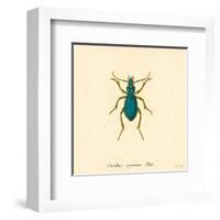 Carabus Cyaneus-A^ Poiteau-Framed Art Print