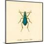 Carabus Cyaneus-A^ Poiteau-Mounted Art Print