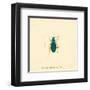 Carabus Fpinibarbis-A^ Poiteau-Framed Art Print