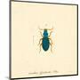 Carabus Fpinibarbis-A^ Poiteau-Mounted Art Print