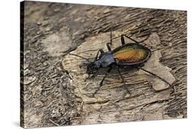 Carabus Hispanus (Ground Beetle)-Paul Starosta-Stretched Canvas