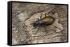 Carabus Hispanus (Ground Beetle)-Paul Starosta-Framed Stretched Canvas