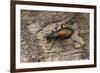 Carabus Hispanus (Ground Beetle)-Paul Starosta-Framed Photographic Print