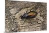 Carabus Hispanus (Ground Beetle)-Paul Starosta-Mounted Photographic Print