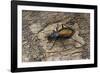 Carabus Hispanus (Ground Beetle)-Paul Starosta-Framed Photographic Print