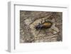 Carabus Hispanus (Ground Beetle)-Paul Starosta-Framed Photographic Print