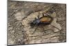 Carabus Hispanus (Ground Beetle)-Paul Starosta-Mounted Photographic Print