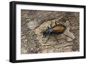 Carabus Hispanus (Ground Beetle)-Paul Starosta-Framed Photographic Print