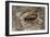 Carabus Hispanus (Ground Beetle)-Paul Starosta-Framed Photographic Print