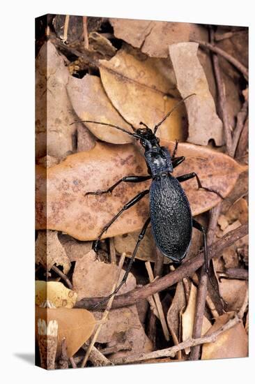 Carabus Intricatus (Blue Ground Beetle)-Paul Starosta-Stretched Canvas