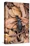 Carabus Intricatus (Blue Ground Beetle)-Paul Starosta-Stretched Canvas