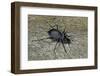 Carabus Intricatus (Blue Ground Beetle)-Paul Starosta-Framed Photographic Print