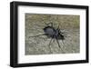 Carabus Intricatus (Blue Ground Beetle)-Paul Starosta-Framed Photographic Print