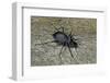 Carabus Intricatus (Blue Ground Beetle)-Paul Starosta-Framed Photographic Print