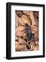 Carabus Intricatus (Blue Ground Beetle)-Paul Starosta-Framed Photographic Print