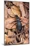 Carabus Intricatus (Blue Ground Beetle)-Paul Starosta-Mounted Photographic Print