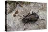 Carabus (Orinocarabus) Fairmairei (Ground Beetle)-Paul Starosta-Stretched Canvas