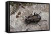 Carabus (Orinocarabus) Fairmairei (Ground Beetle)-Paul Starosta-Framed Stretched Canvas