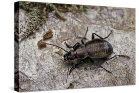 Carabus (Orinocarabus) Fairmairei (Ground Beetle)-Paul Starosta-Stretched Canvas