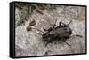 Carabus (Orinocarabus) Fairmairei (Ground Beetle)-Paul Starosta-Framed Stretched Canvas