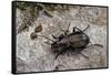 Carabus (Orinocarabus) Fairmairei (Ground Beetle)-Paul Starosta-Framed Stretched Canvas