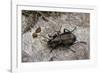 Carabus (Orinocarabus) Fairmairei (Ground Beetle)-Paul Starosta-Framed Photographic Print