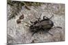 Carabus (Orinocarabus) Fairmairei (Ground Beetle)-Paul Starosta-Mounted Photographic Print