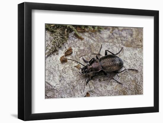 Carabus (Orinocarabus) Fairmairei (Ground Beetle)-Paul Starosta-Framed Photographic Print