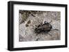 Carabus (Orinocarabus) Fairmairei (Ground Beetle)-Paul Starosta-Framed Photographic Print