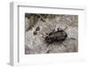 Carabus (Orinocarabus) Fairmairei (Ground Beetle)-Paul Starosta-Framed Photographic Print