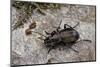 Carabus (Orinocarabus) Fairmairei (Ground Beetle)-Paul Starosta-Mounted Photographic Print