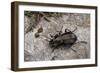 Carabus (Orinocarabus) Fairmairei (Ground Beetle)-Paul Starosta-Framed Photographic Print