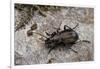 Carabus (Orinocarabus) Fairmairei (Ground Beetle)-Paul Starosta-Framed Photographic Print