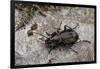 Carabus (Orinocarabus) Fairmairei (Ground Beetle)-Paul Starosta-Framed Photographic Print